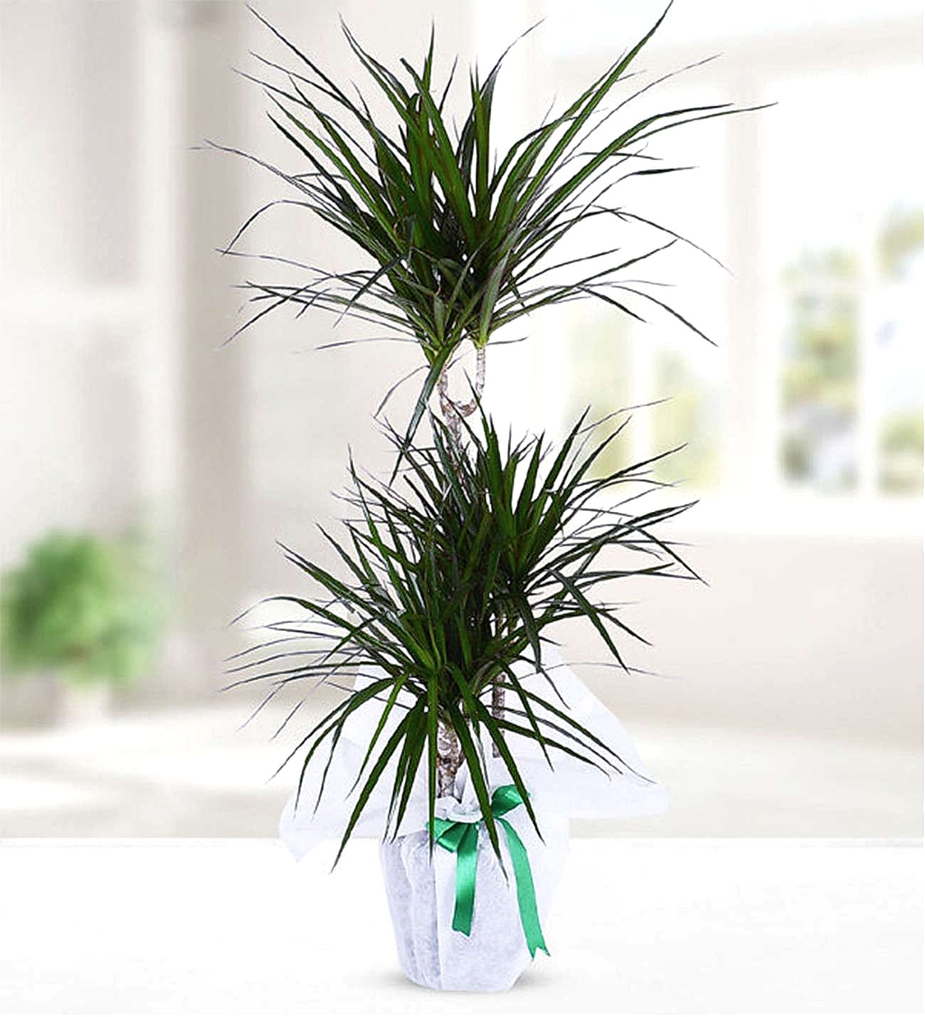 3lu-marginata-m-1120